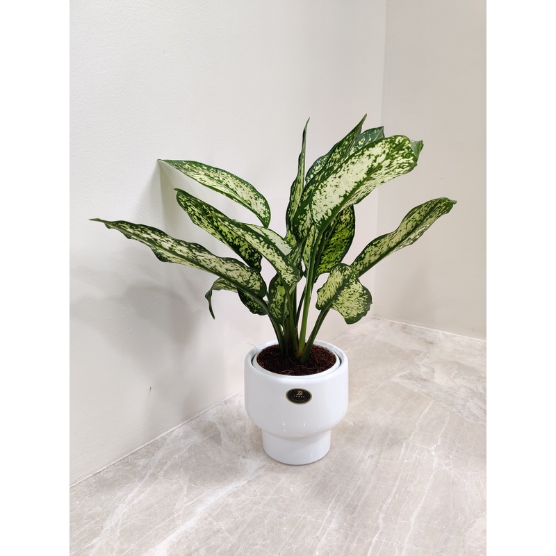 Snow White Aglaonema: Perfect Office For Corporate Gift Plant