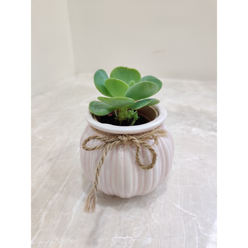 Succulent Best For Corporate Gift Plant