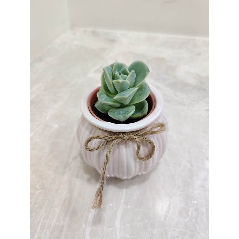 Succulent Corporate Gift Plant