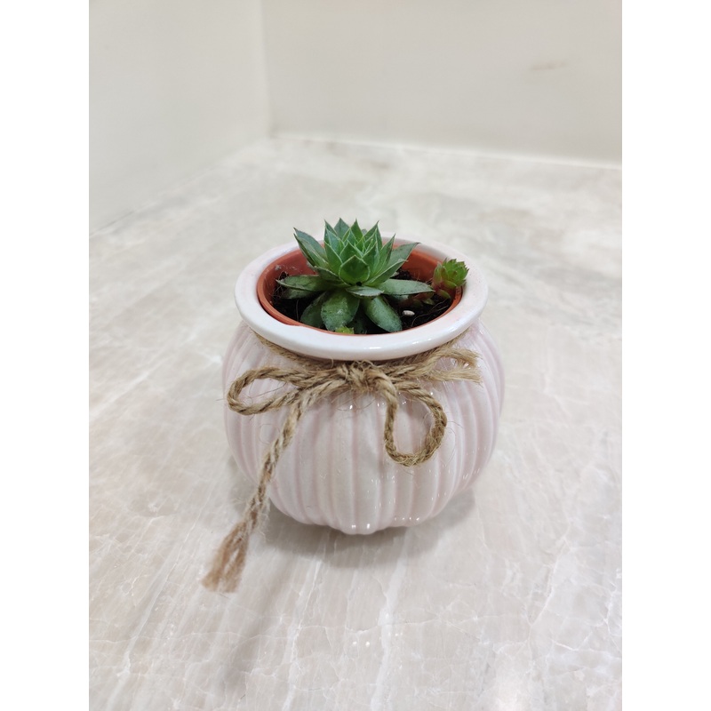 Succulent Elegance Corporate Gift Plant
