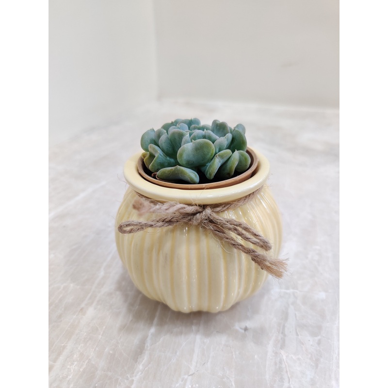 Succulent Elegance for Corporate Gifting