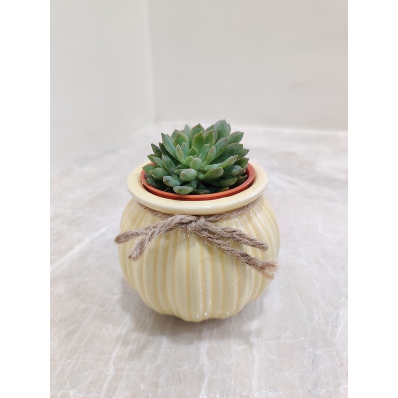 Succulent For Corporate Gift Plant