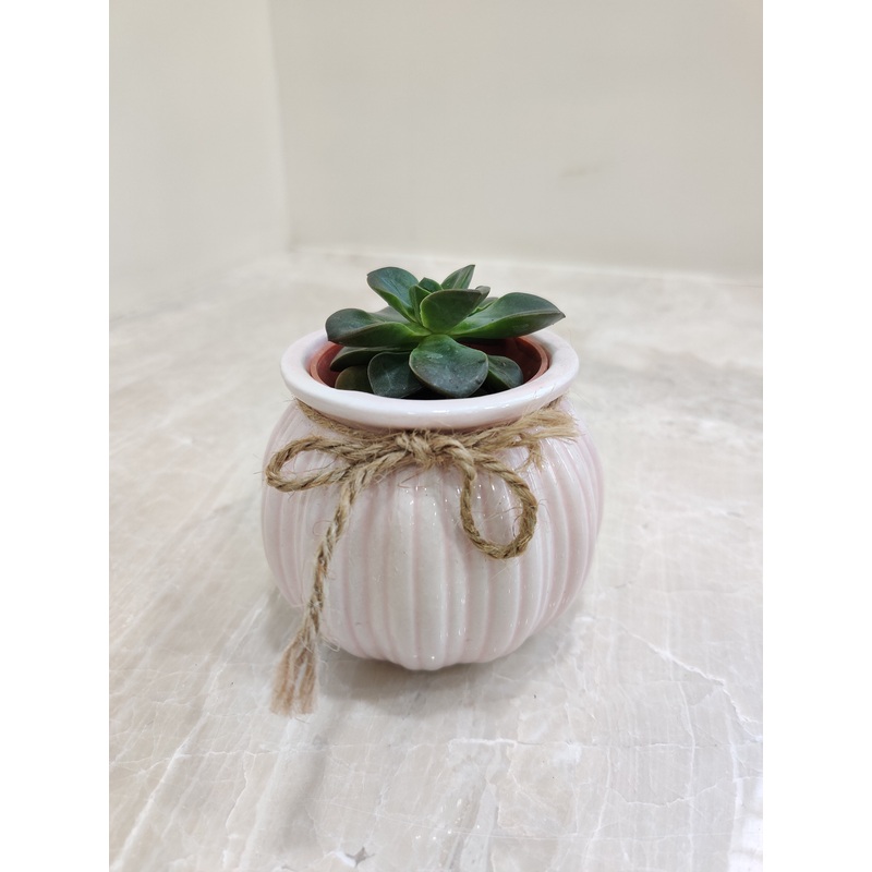 Succulent for Corporate Gifting Plant