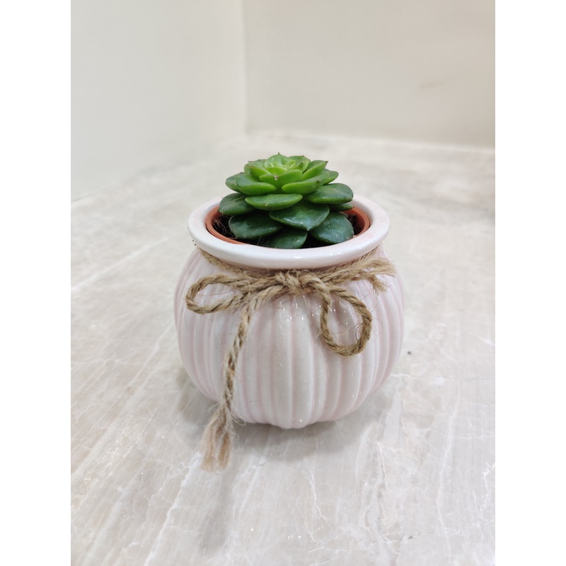 succulent Plant for corporate gifting