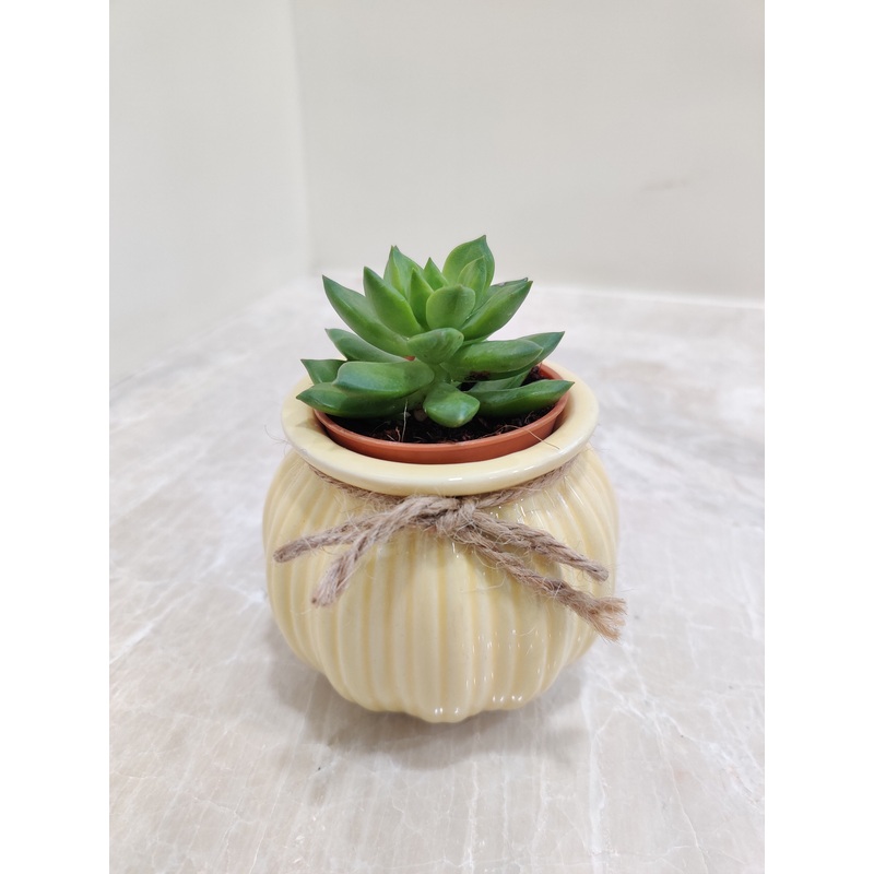 Succulent Plant For Perfect Corporate Gift