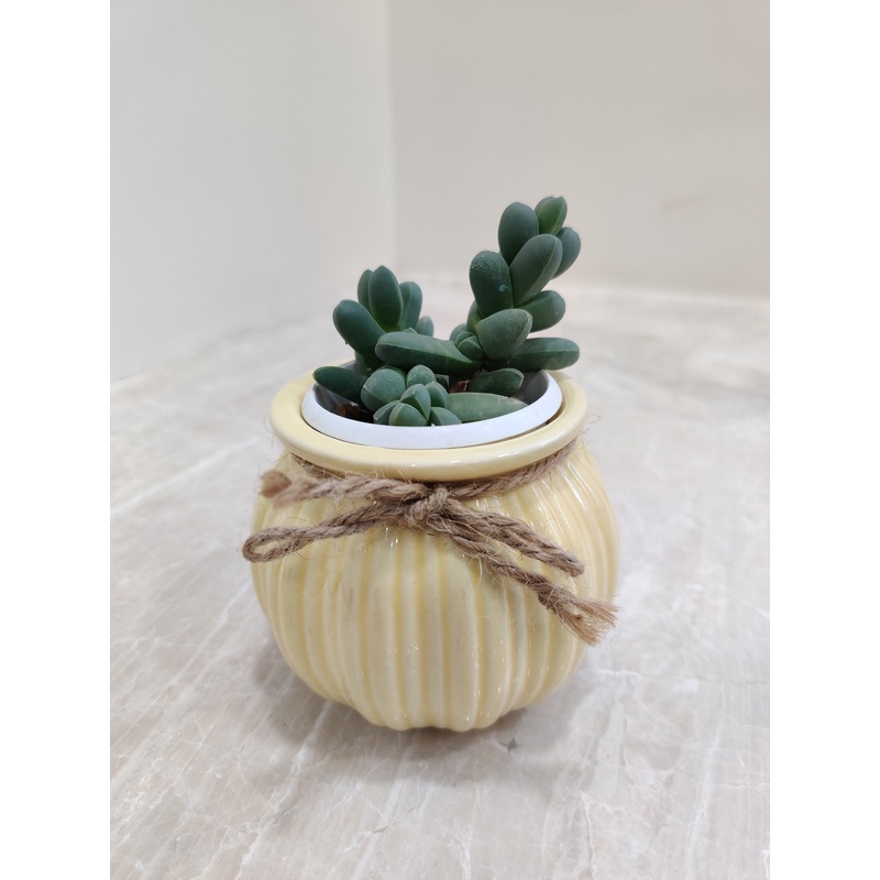 Succulent Plant: Perfect Corporate Gifting