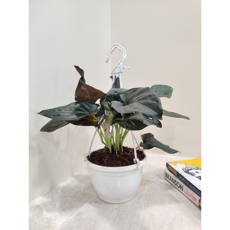 Syngonium Erythrophyllum Hanging Basket