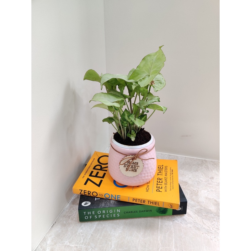 Syngonium White Butterfly Corporate Desk Plant