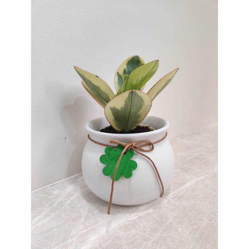 Tricolor Peperomia Plant for – Corporate Gifts