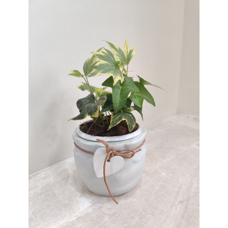 Variegated English Ivy For Corporate Gift