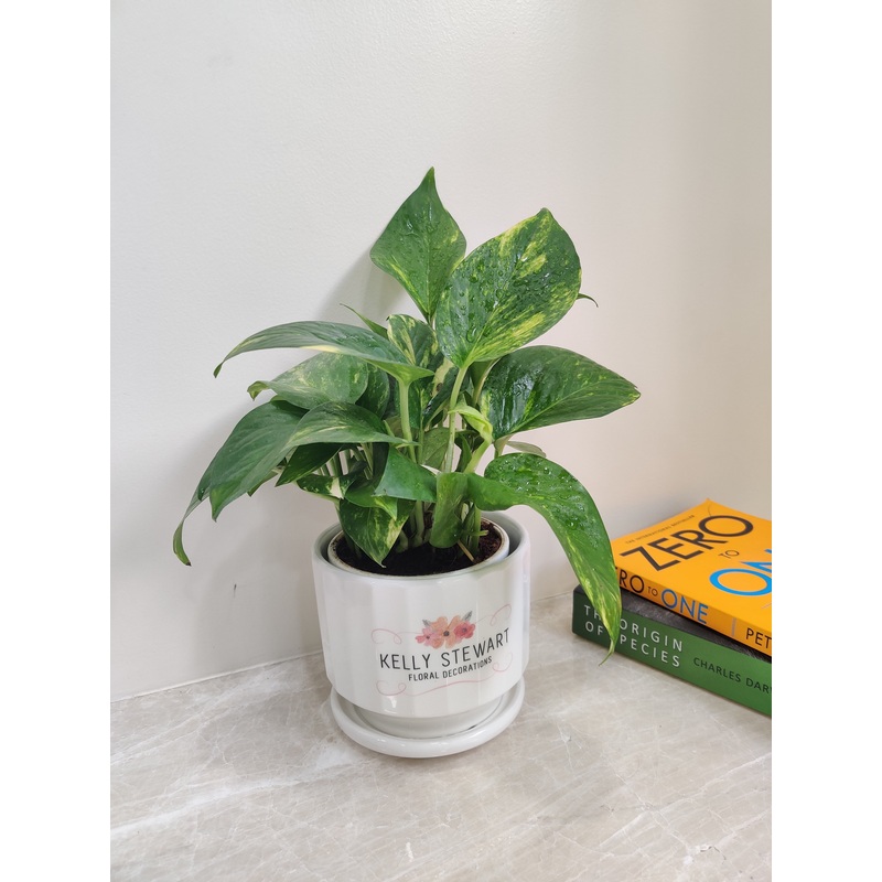 Variegated Money Plant – Perfect for Corporate Gift