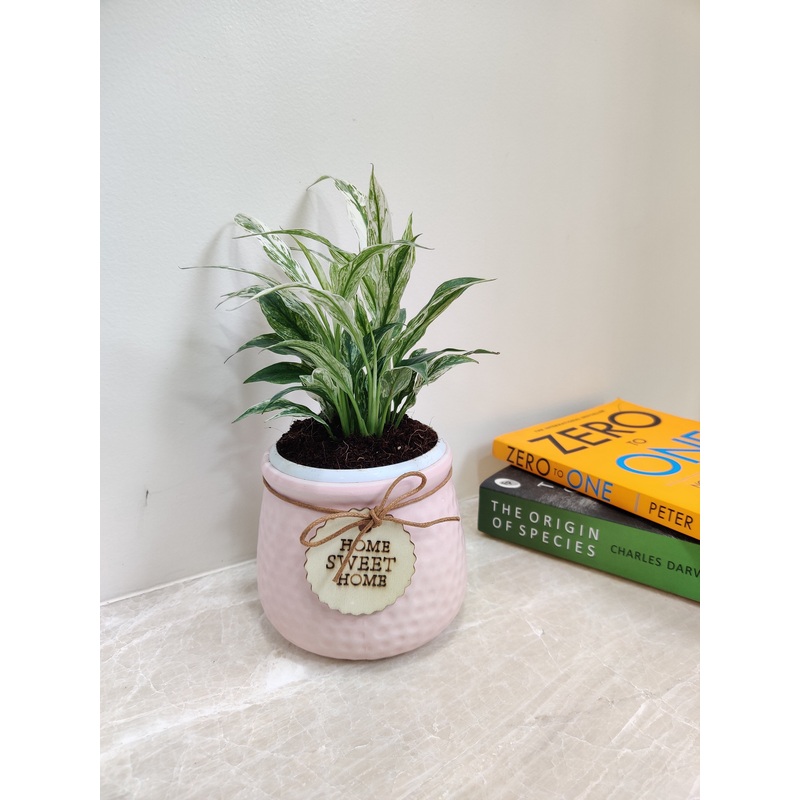 Variegated Peace Lily (Spathiphyllum) Corporate Gift Plant