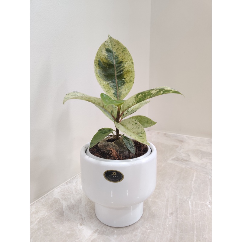 Variegated Rubber Plant Perfect for Corporate Gifts