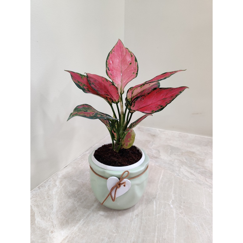 Vibrant Aglaonema Beauty for Corporate Gifting