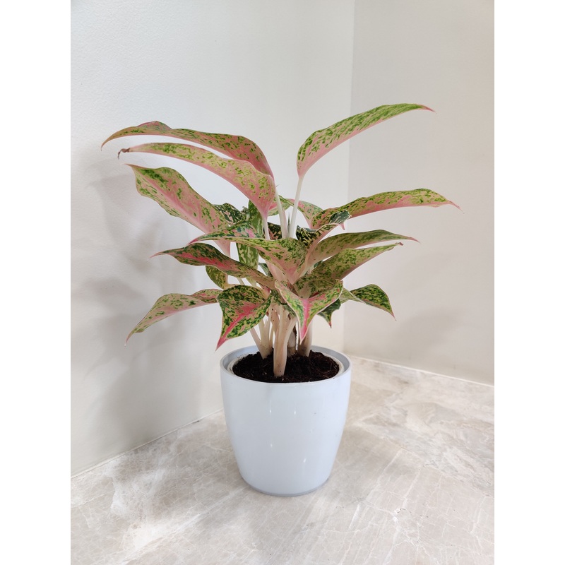Vibrant Aglaonema Firework Plant for Corporate Gift
