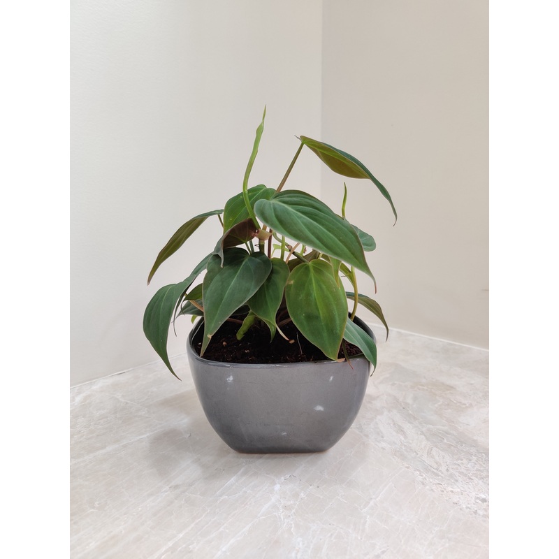 Vibrant Red Philodendron Plant for Corporate Gifting
