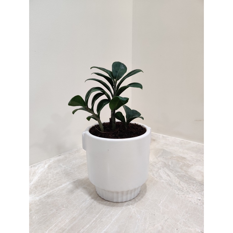 Zamiaculacus Zenzii Corporate Plant Gift