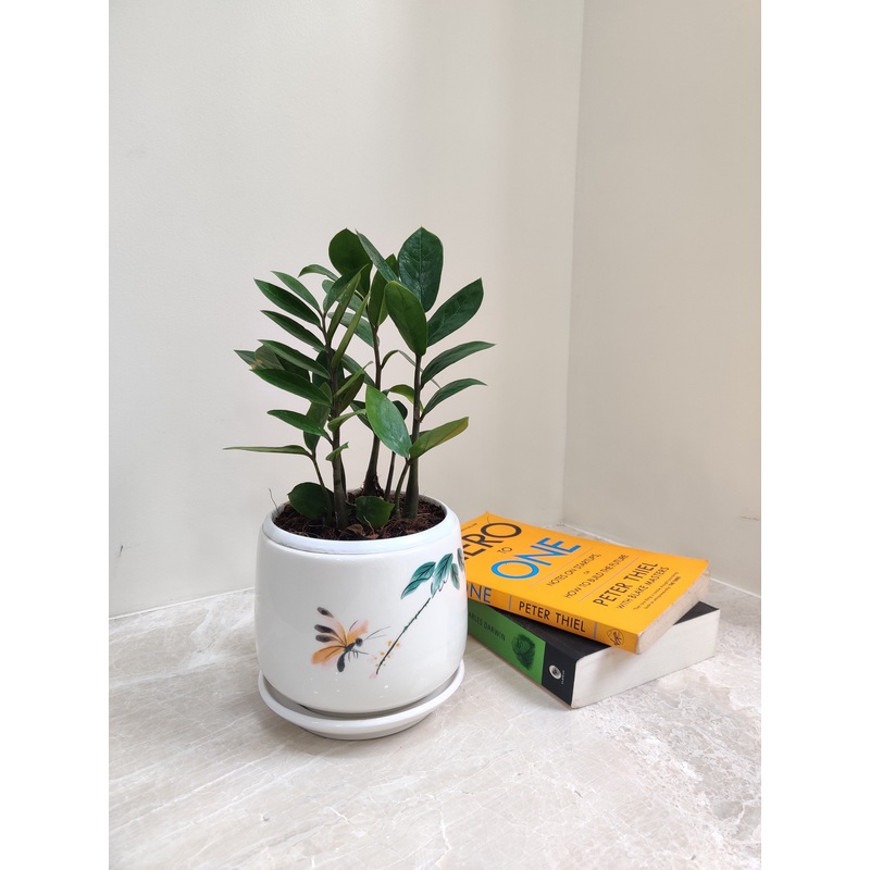 ZZ Plant Corporate Gift Plant