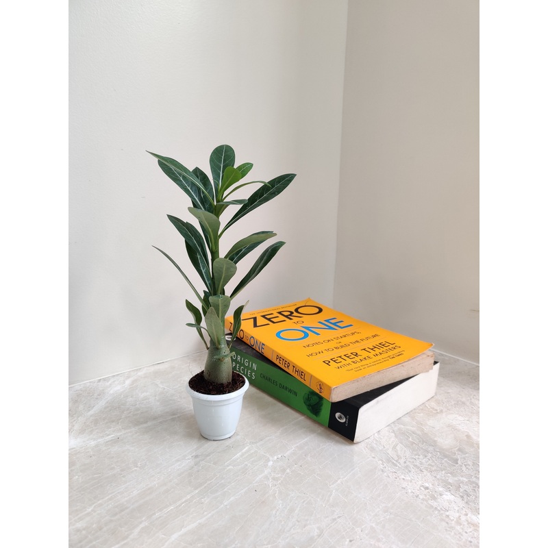 Adenium Plant – Perfect Corporate Gift