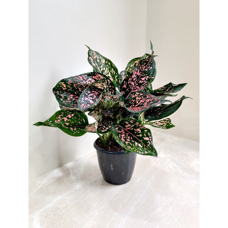 Aglaonema Dalmatian Plant