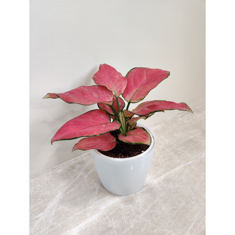 Aglaonema Diamond Red Plant in Plastic Pot