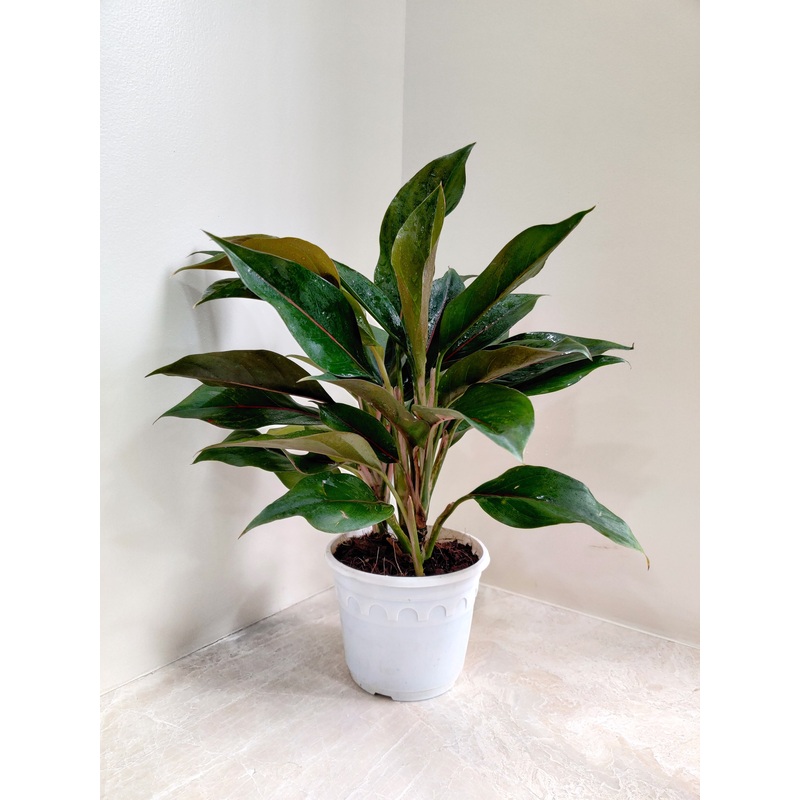 Aglaonema Green Lipstick Big Plant