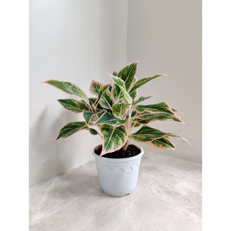 Aglaonema New Pink Plant