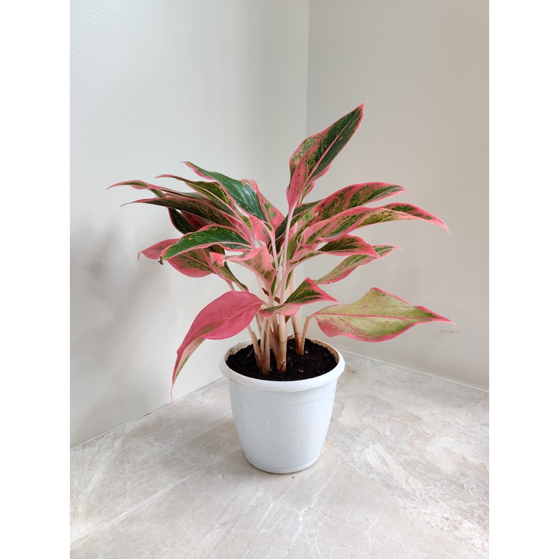Aglaonema Pink Lipstick Plant