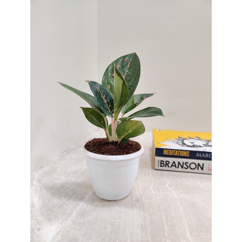 Aglaonema Star Dust Plant Small