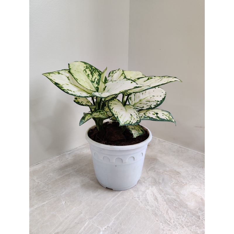 Aglaonema Super White Big Plant
