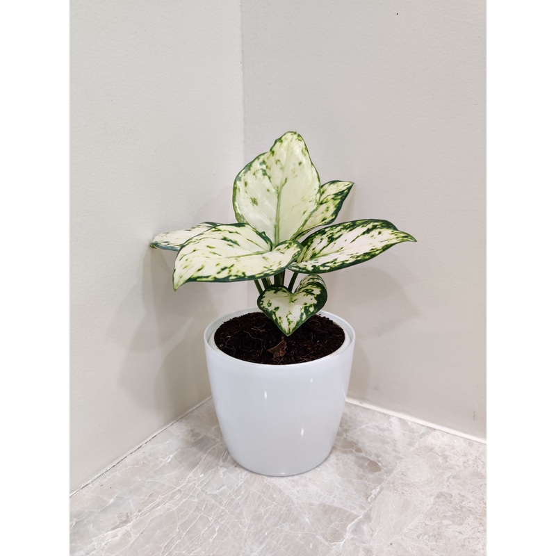 Aglaonema Super White Plant For Corporate Gift