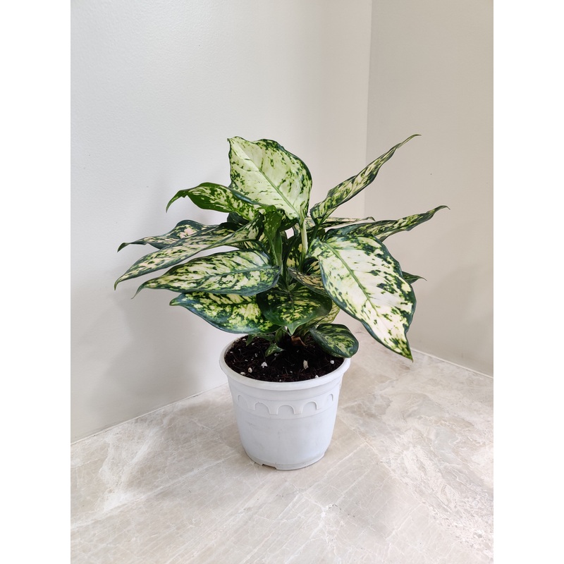 Aglaonema White Anjuman Big Plant