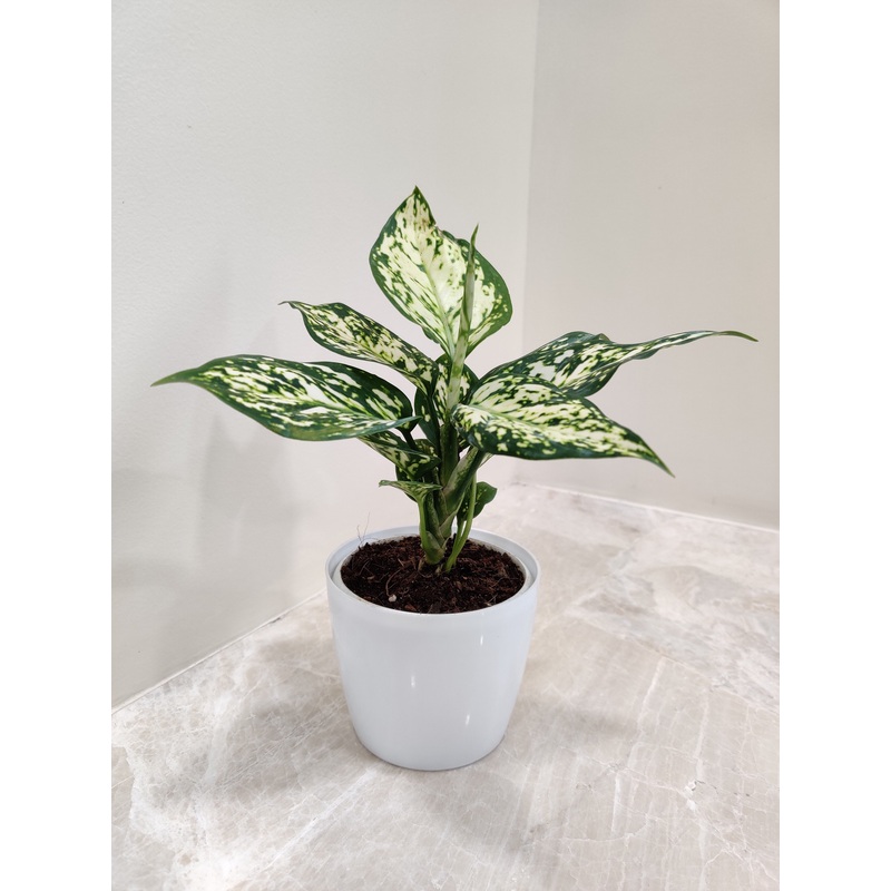 Aglaonema White Anjuman Plant in Plastic Pot