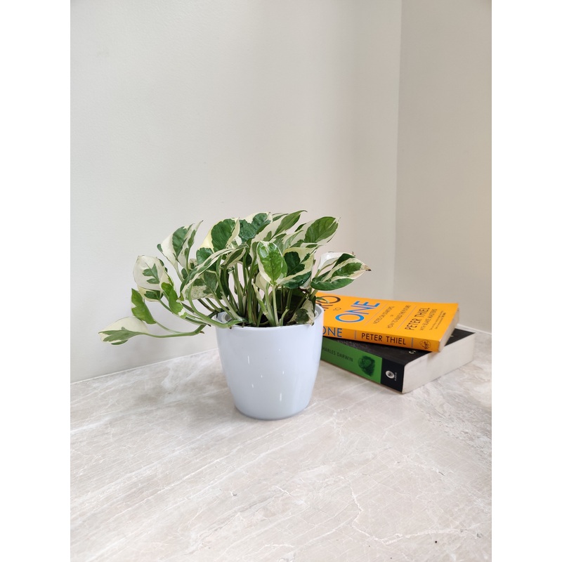 Air Purifying N’Joy Indoor Plant for Corporate Gifts