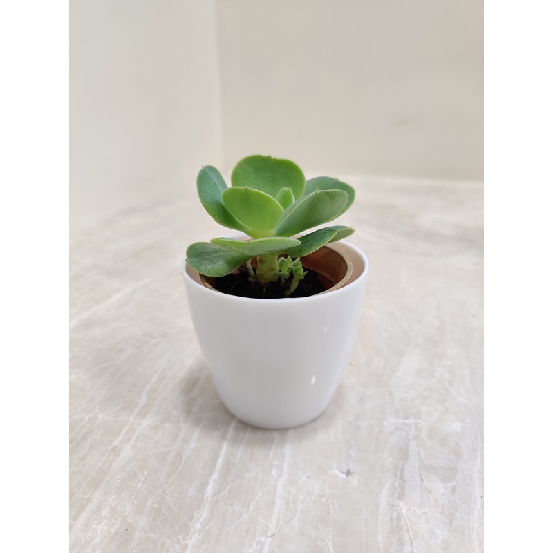 Air-Purifying Succulent for Corporate Gifting
