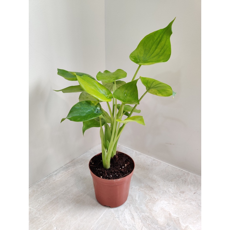 Alocasia Cucullata Plant
