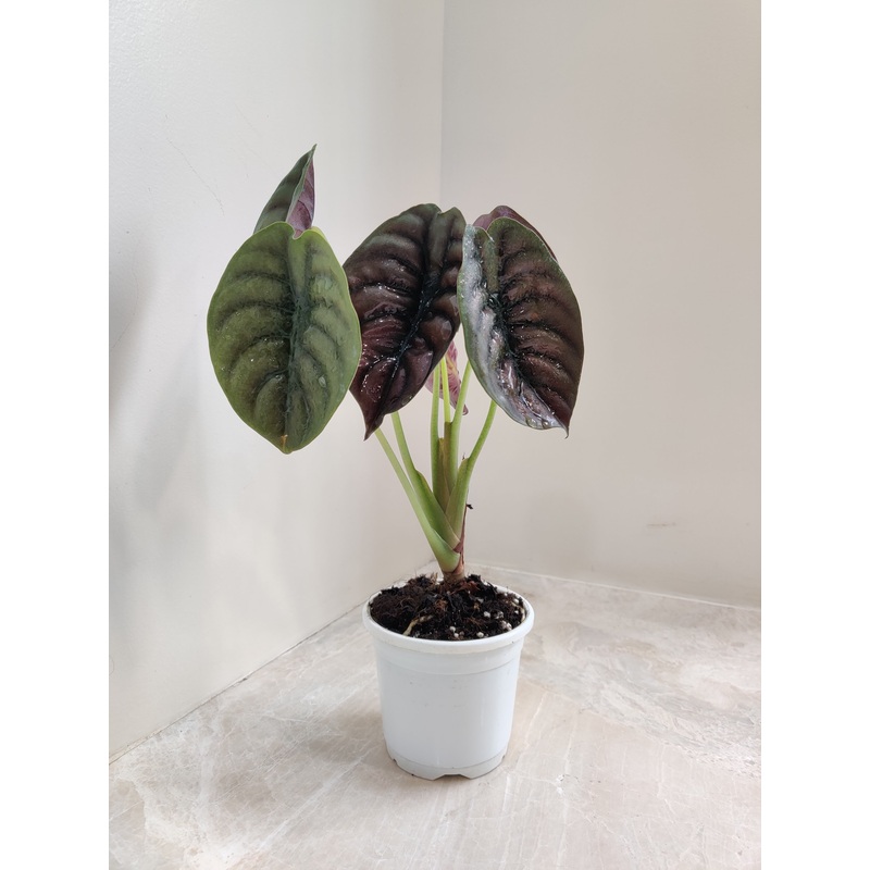 Alocasia Cuprea Red Plant