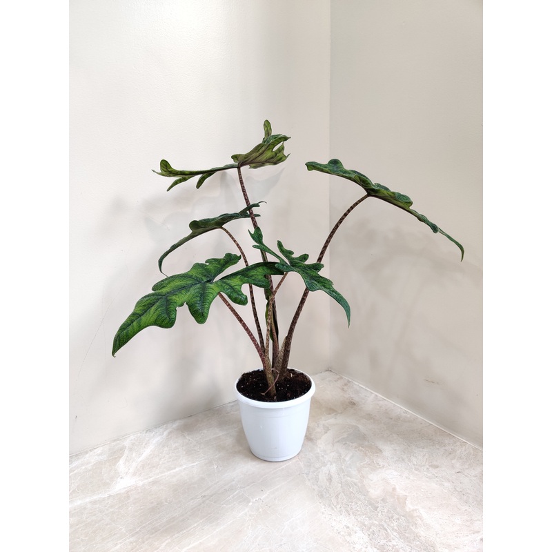 Alocasia Jacklyn Big Plant