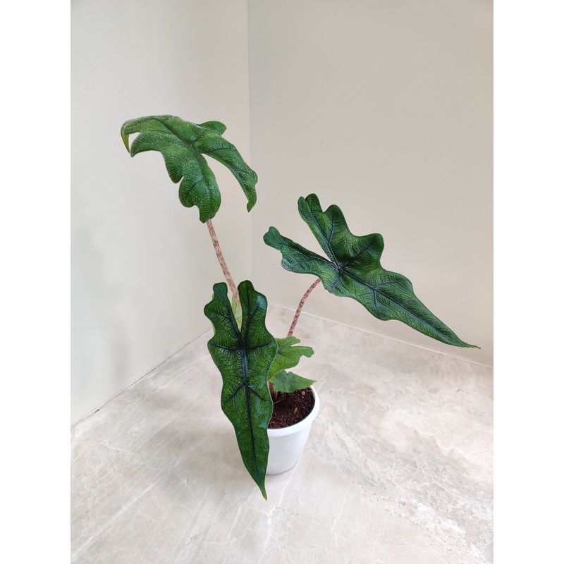 Alocasia Jacklyn Plant Small