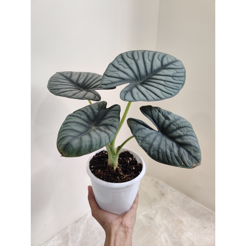 Alocasia Nebula Plant