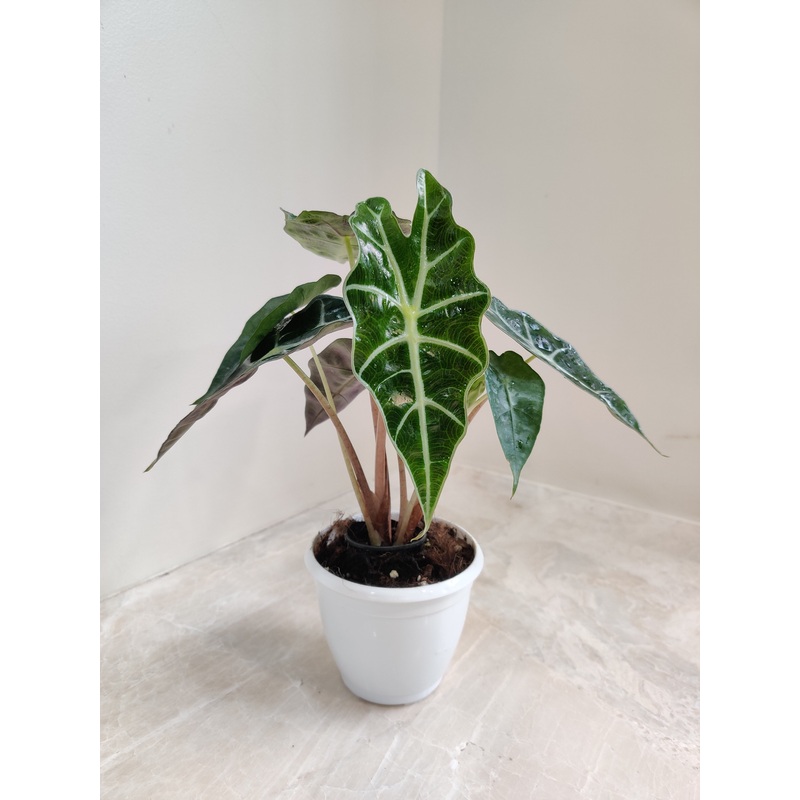 Alocasia Polly Plant