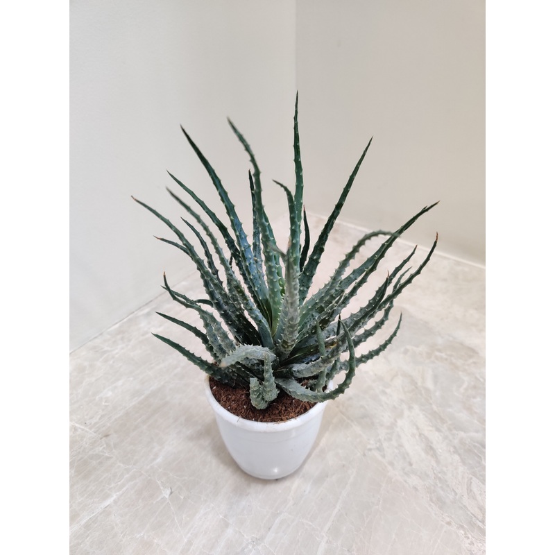 Aloe humilis Succulent Plant