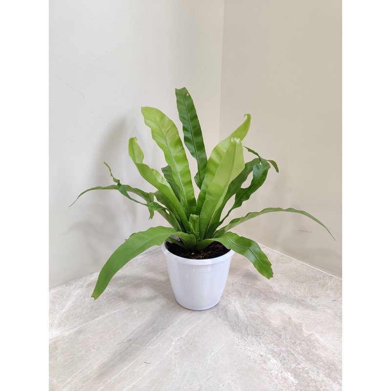 Asplenium Antiquum Fern Plant