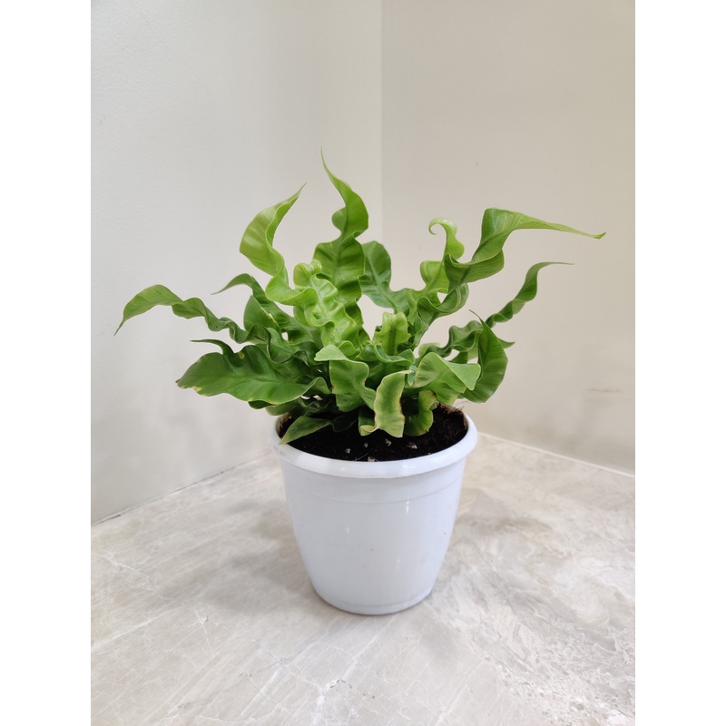 Asplenium Crispy Wave Fern Plant