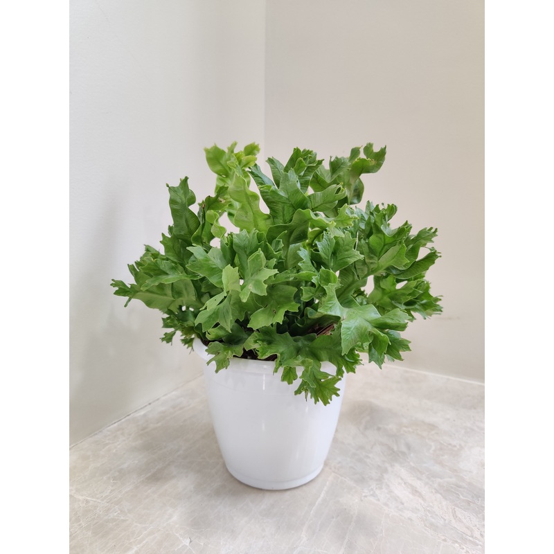 Asplenium Leslie Fern Plant