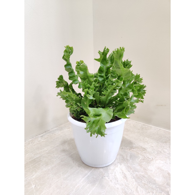 Asplenium Nidus Crispy Wave Fern Plant