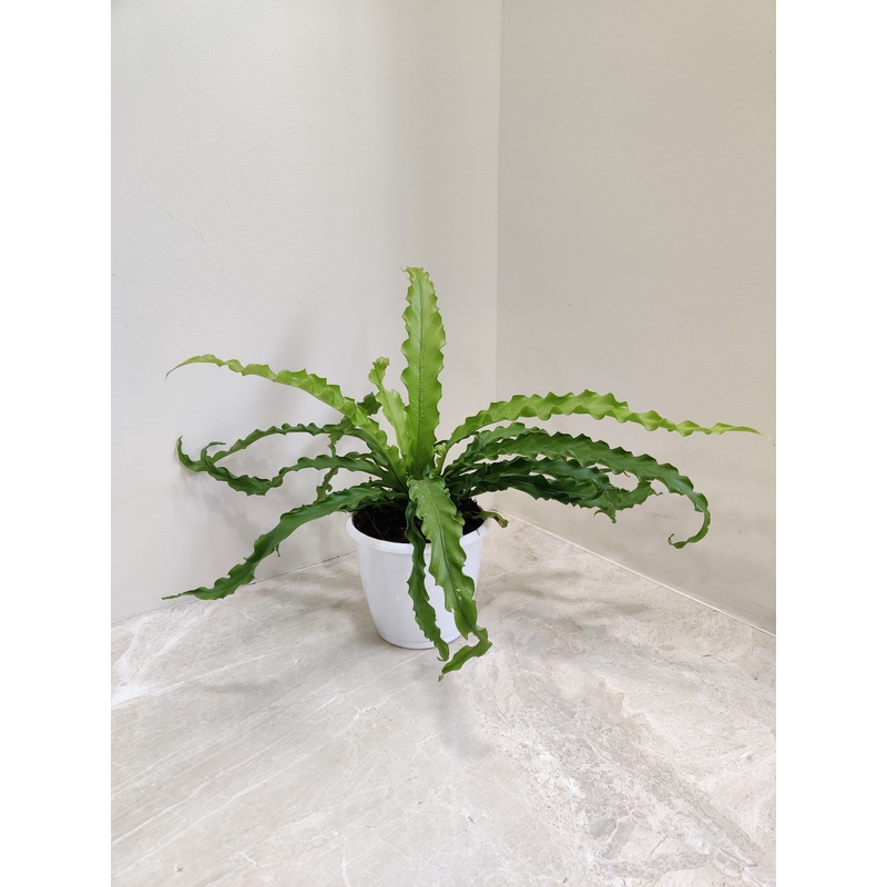 Asplenium Nidus Fern Plant