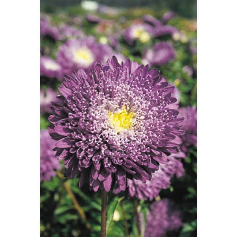 Aster Benary’s Princess Blue Flower Seeds
