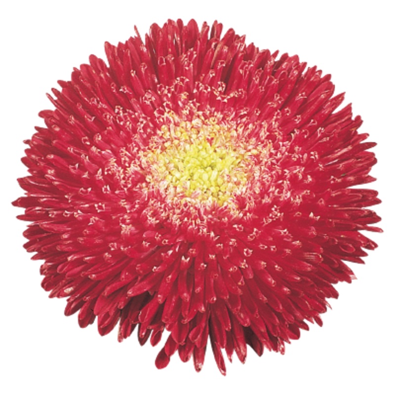 Aster Benary’s Princess Bright Red Flower Seeds