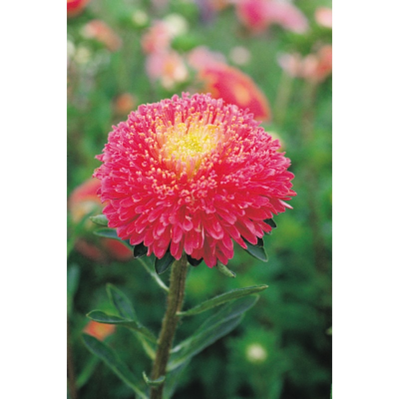 Aster Benary’s Princess Bright Rose Flower Seeds